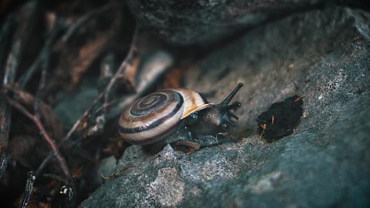 蜗牛爬行觅食微距特写视频的预览图