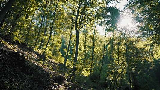 夏季森林正午阳光飞虫飞舞视频的预览图