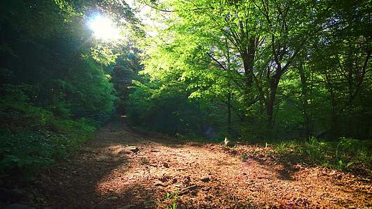 夏季森林正午阳光山路小路视频的预览图
