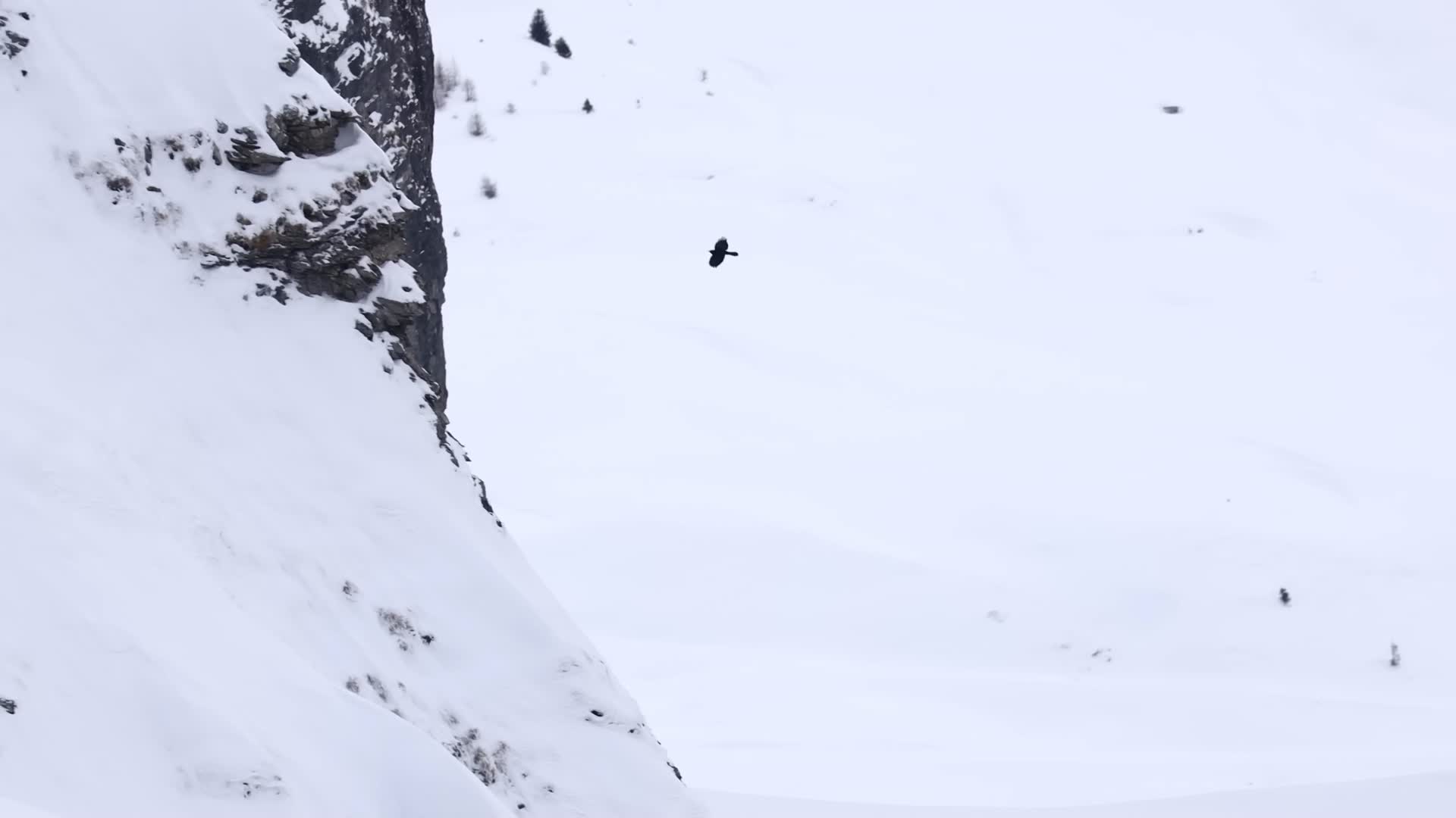 冬季雪山老鹰飞过天空空中盘旋视频的预览图