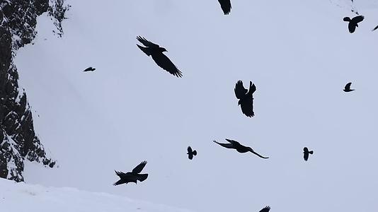 黑色鸟群高原雪山飞行盘旋视频的预览图
