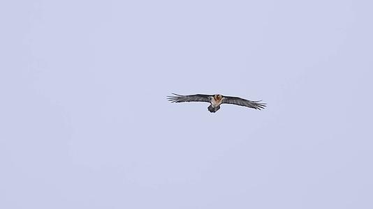 冬季雪山老鹰飞过天空空中盘旋视频的预览图