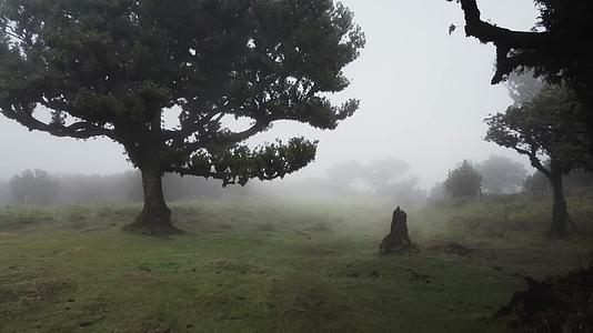 森林浓雾迷糊神秘氛围航拍视频的预览图