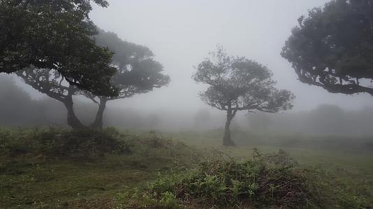 森林浓雾迷糊神秘氛围航拍视频的预览图