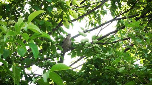 夏季正午小鸟站在枝头树荫视频的预览图