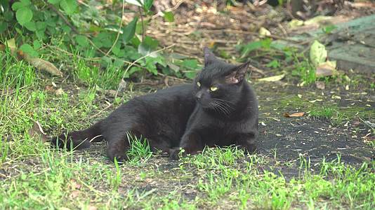 黑猫在草地上趴着视频的预览图
