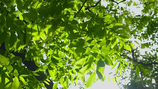 树叶阳光阳光透过树叶空镜头视频的预览图