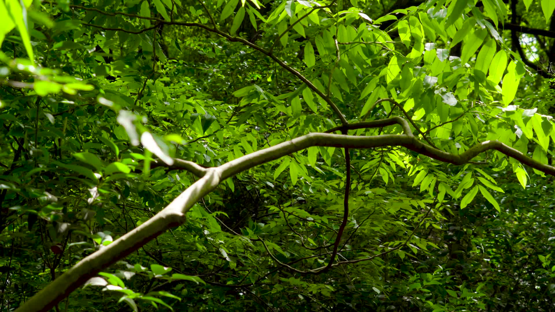 森林唯美阳光森林树叶视频的预览图