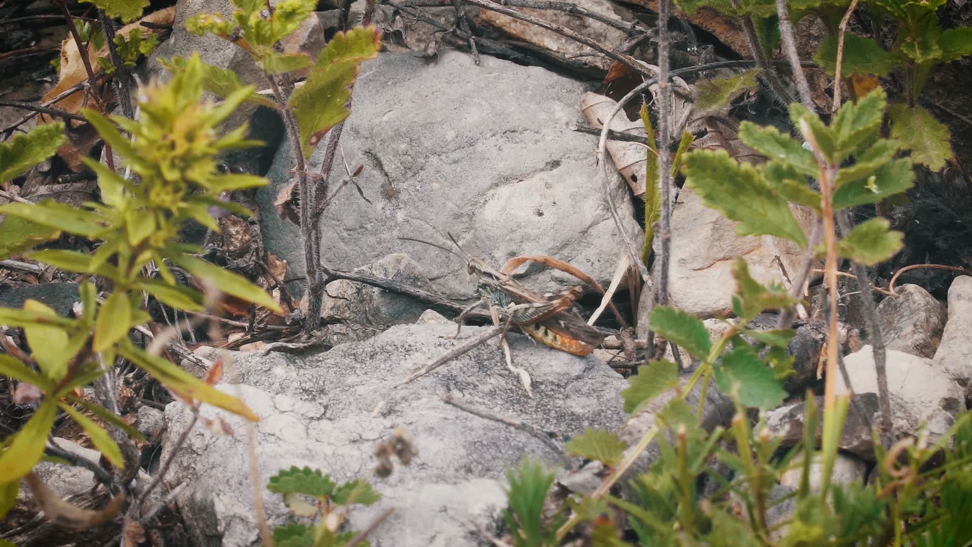 黄虫蚂蚱草中鸣叫视频的预览图