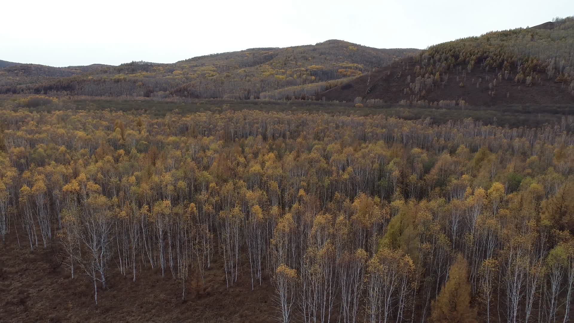 秋季航拍亭亭玉立的白桦林视频的预览图