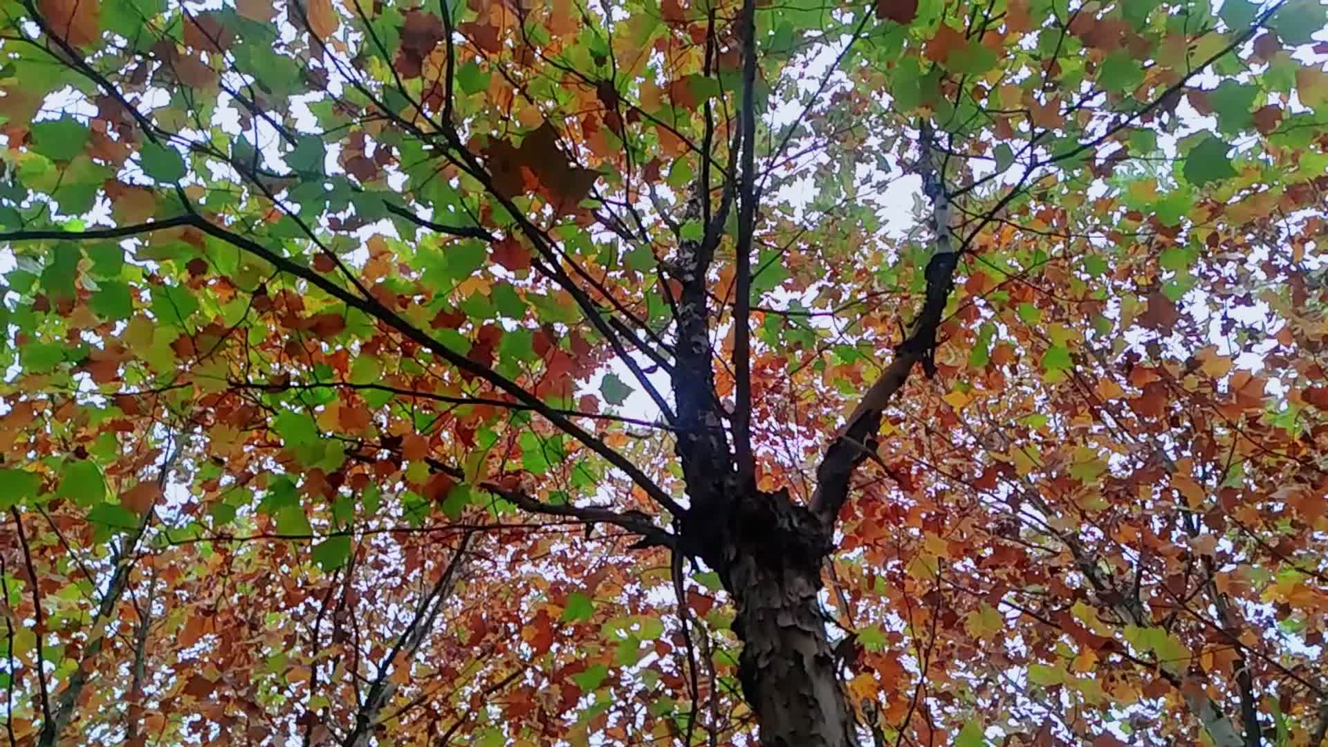 自然风景树冠树叶空镜实拍视频的预览图