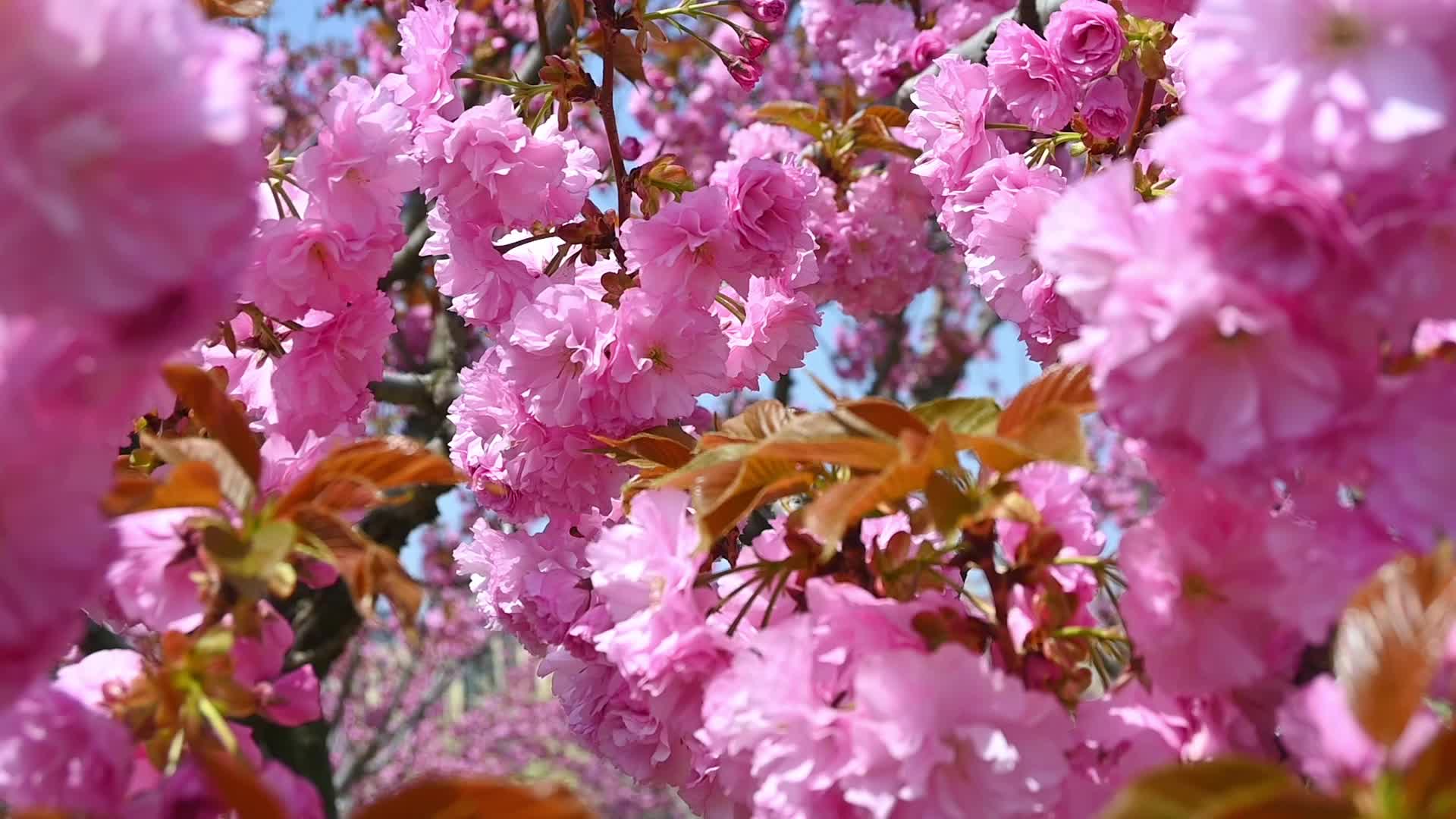 春天盛开的粉红樱花晚樱和蓝色的天空慢镜头视频的预览图