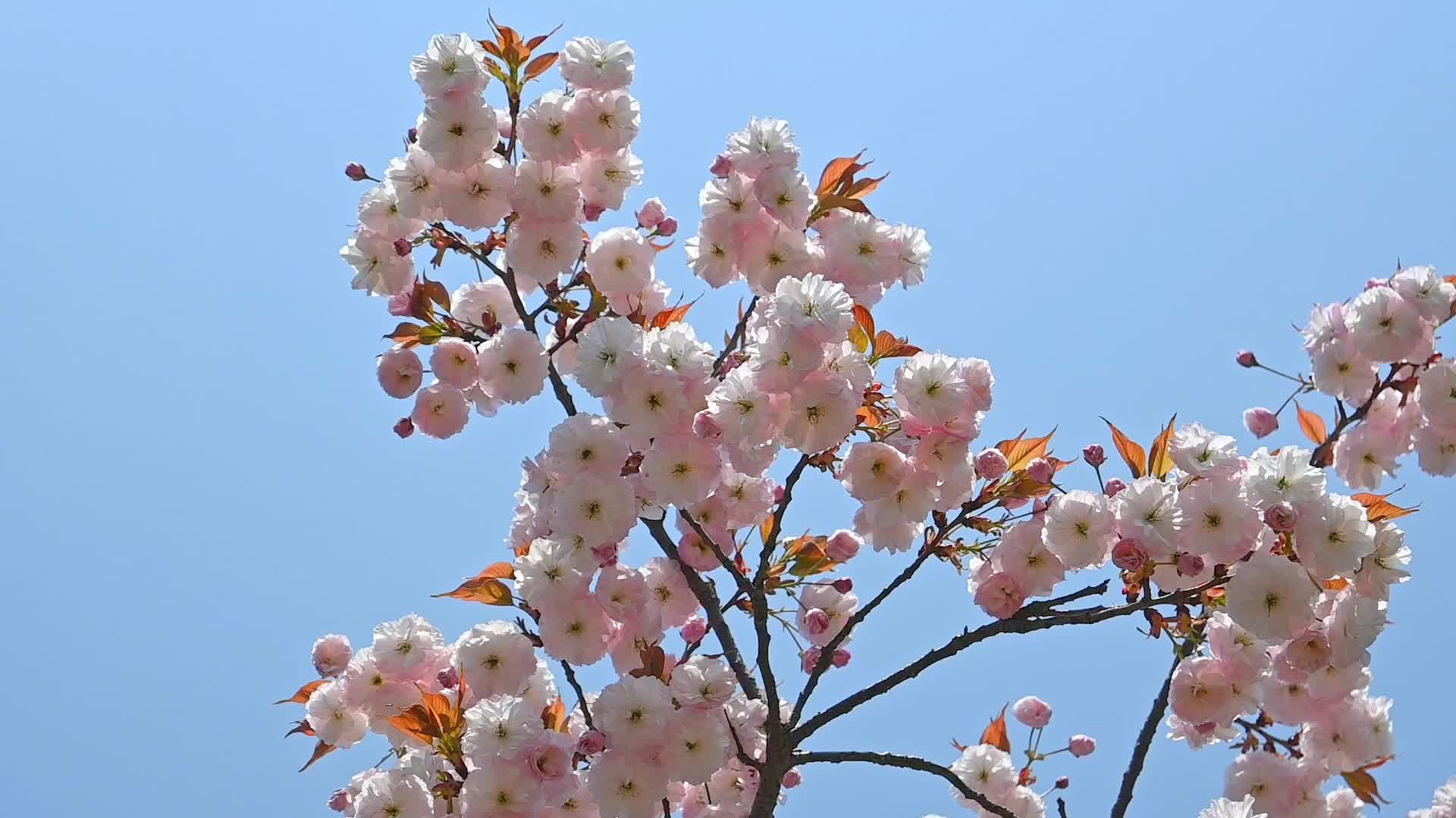 春天盛开的粉红樱花晚樱和蓝色的天空慢镜头视频的预览图