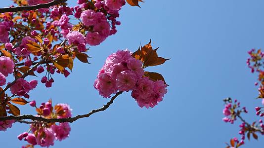 春天盛开的樱花树粉红樱花随风摇曳视频的预览图