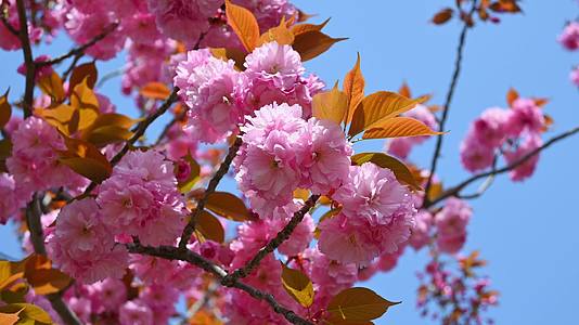 春天盛开的樱花树粉红樱花随风摇曳视频的预览图