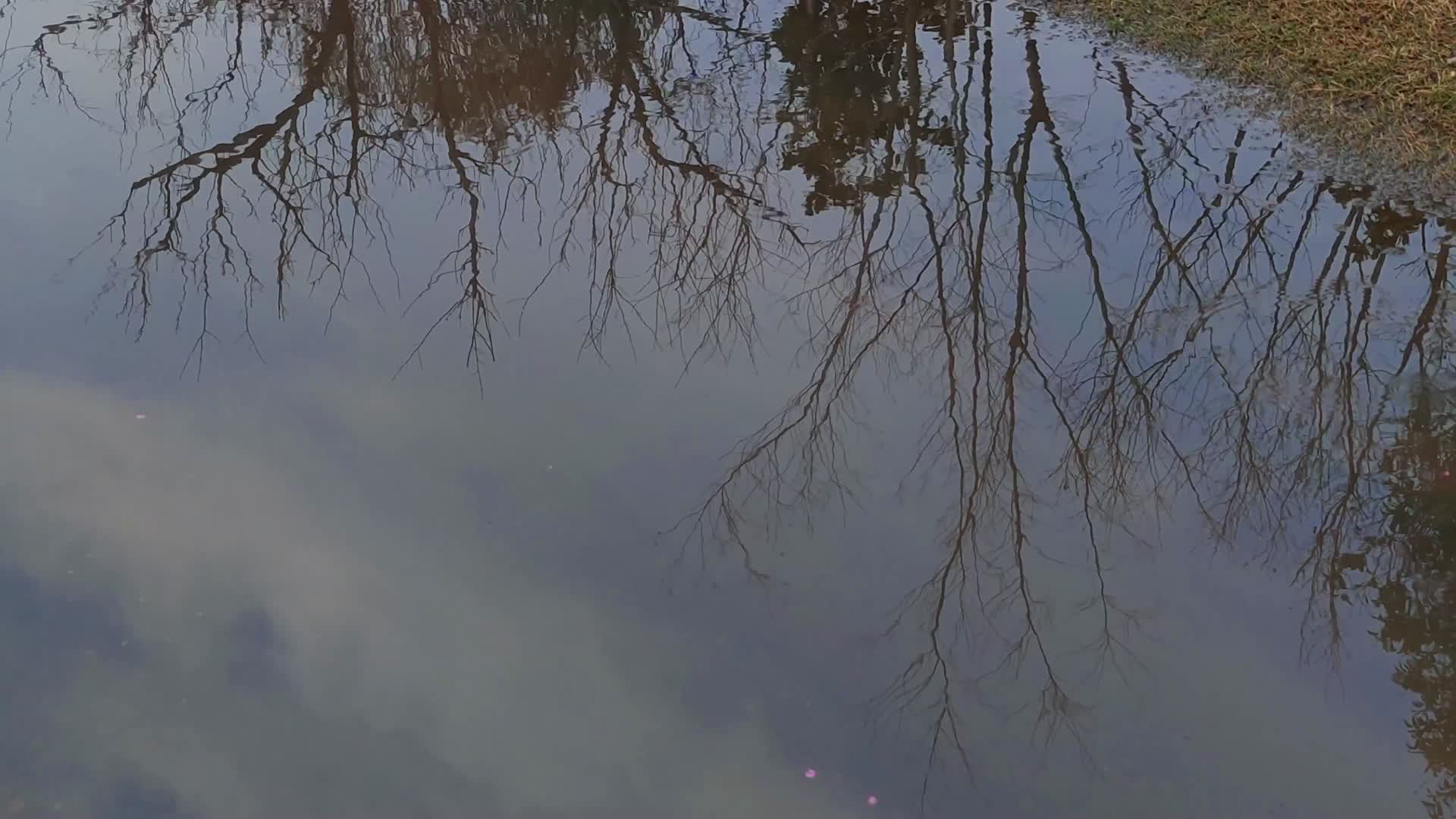 自然景观水中倒影空镜实拍视频的预览图