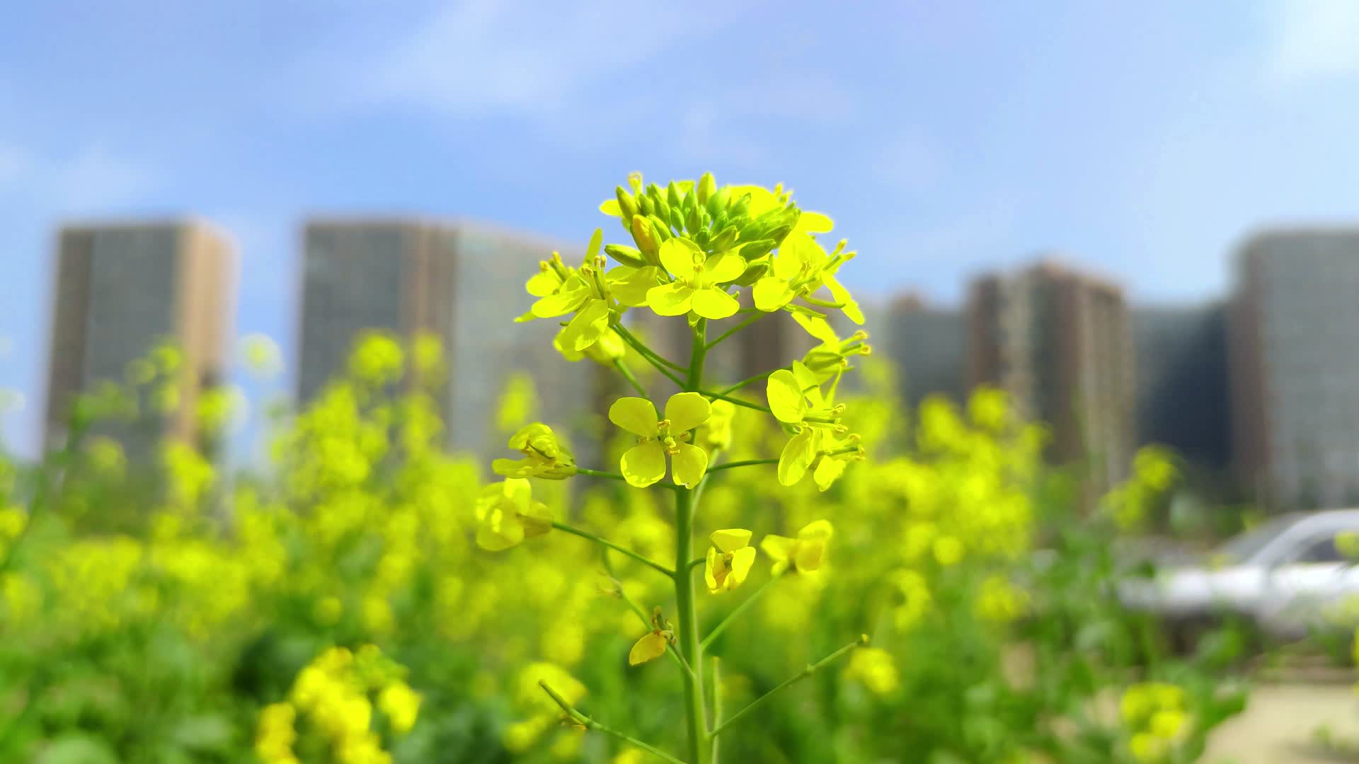 自然风景春季油菜花实拍视频的预览图
