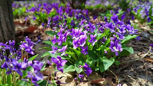 春季紫色的花朵空镜实拍视频的预览图
