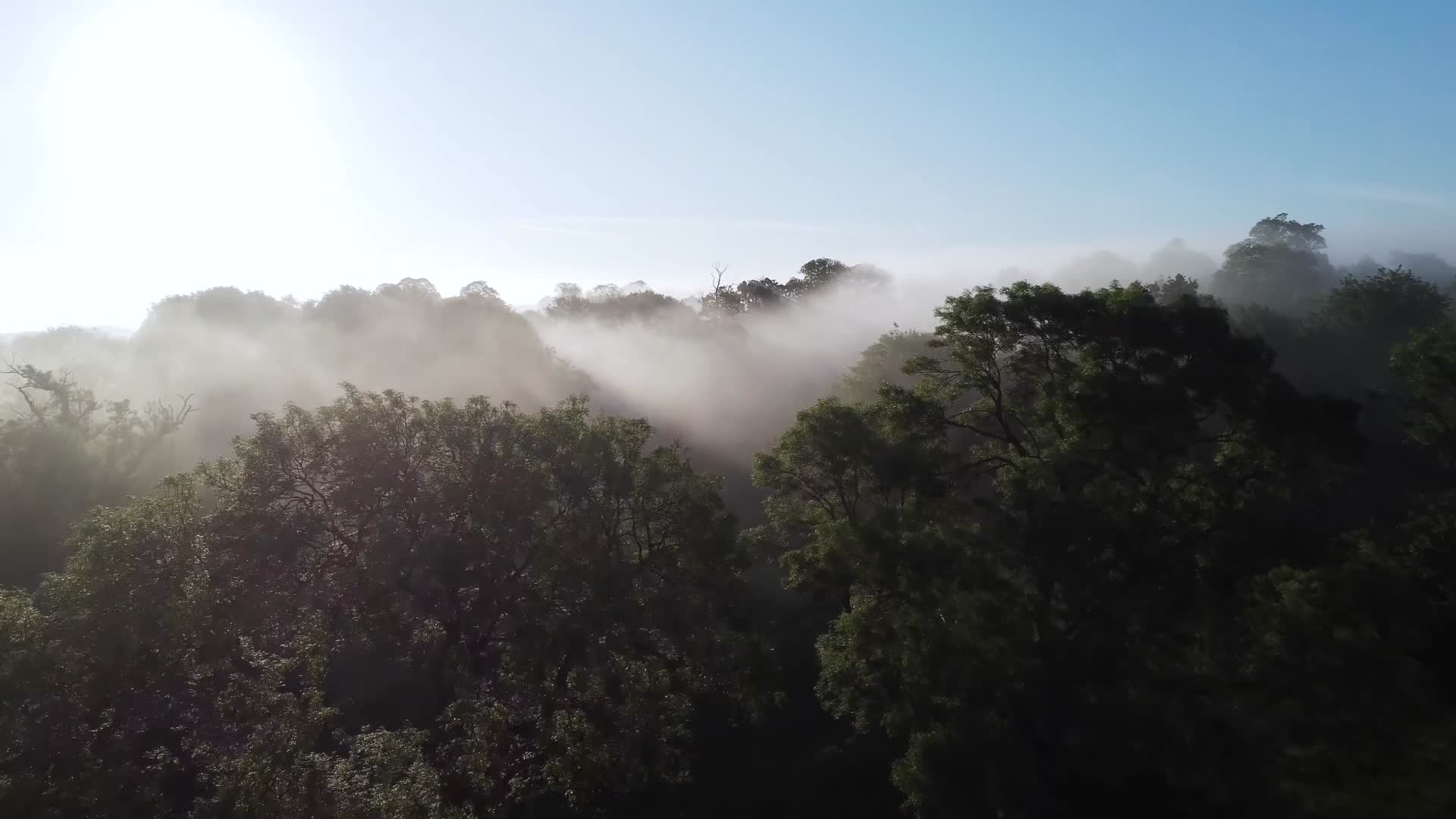 清晨阳光森林浓雾航拍视频的预览图