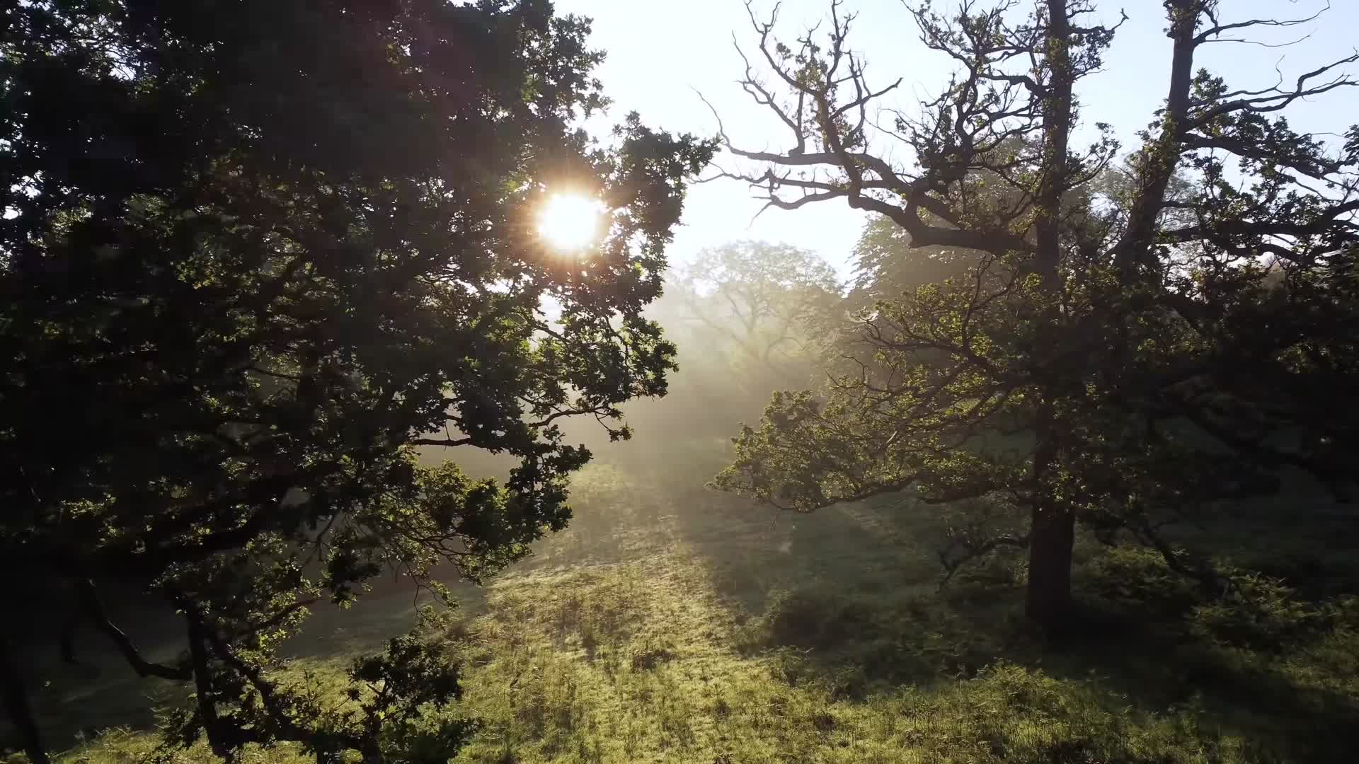 清晨阳光森林浓雾航拍视频的预览图