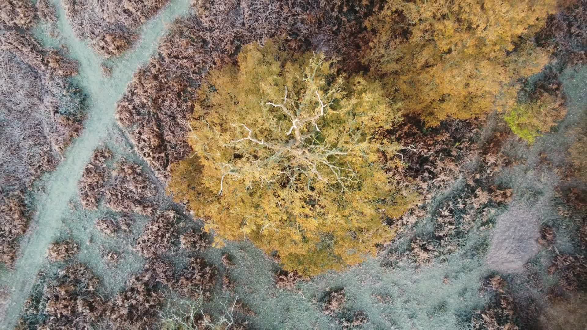 秋季森林黄叶飞鸟航拍视频的预览图