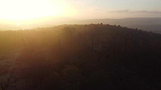 秋季森林黄叶黄昏日落航拍视频的预览图