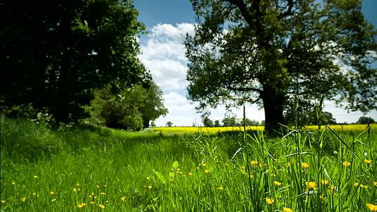 风景自然风光环境蓝天白云草地绿茵春意盎然生机视频的预览图