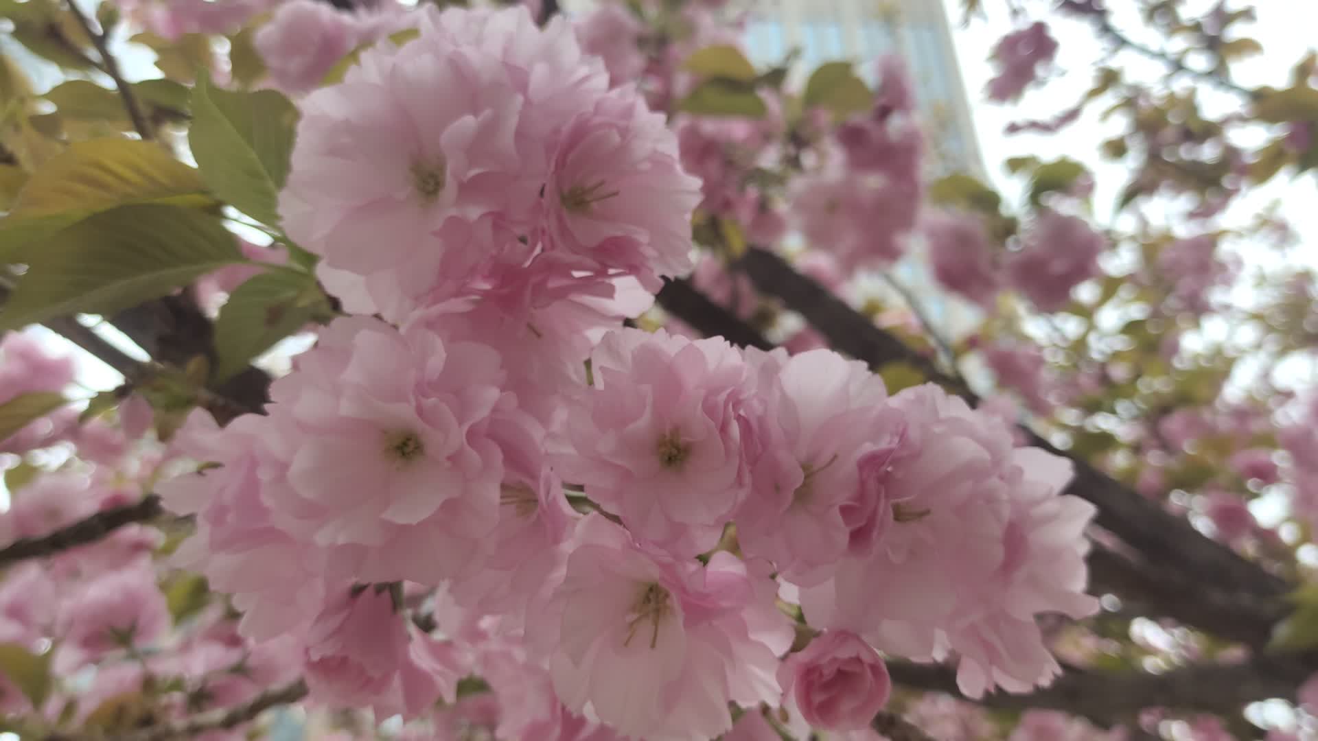 春天桃花视频的预览图