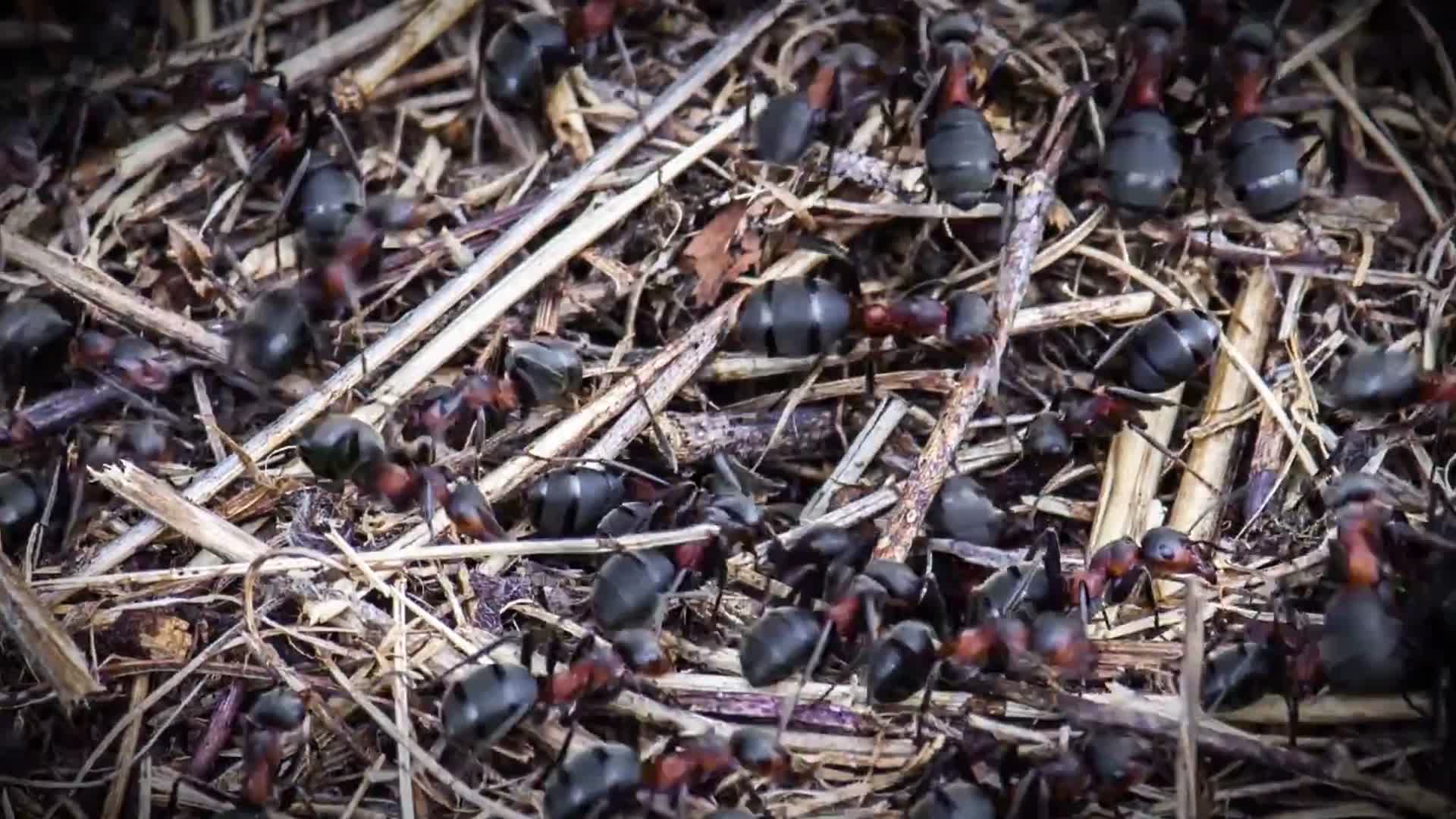 巨型蚂蚁工蚁忙碌觅食微距特写视频的预览图