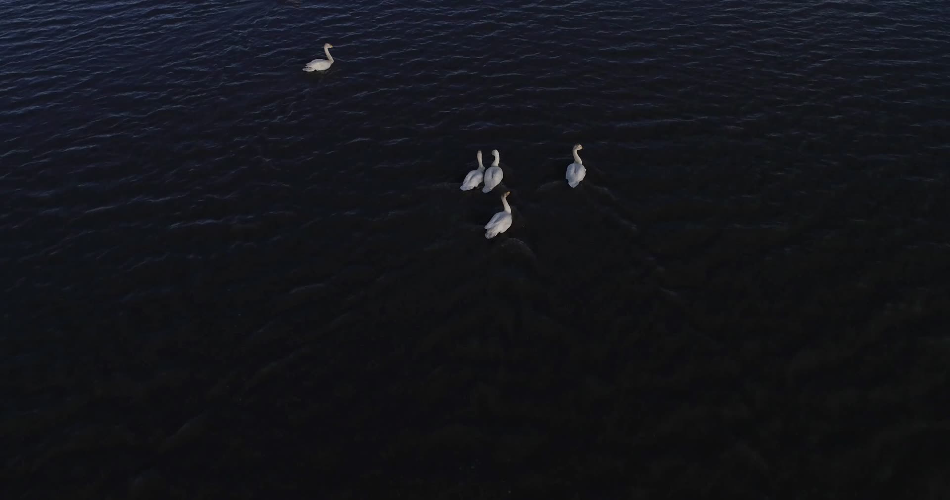 航拍戏水的大天鹅视频的预览图