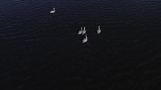 航拍戏水的大天鹅视频的预览图