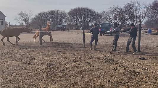 手机拍摄牧民生活早春驯马视频的预览图