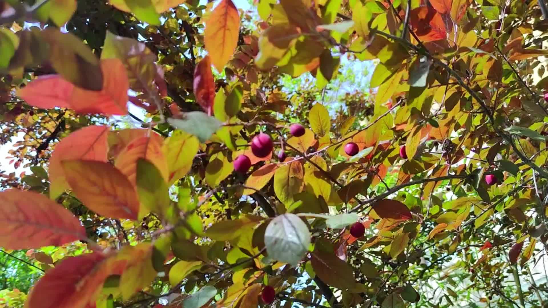 花草树木紫叶李果树空镜实拍视频的预览图