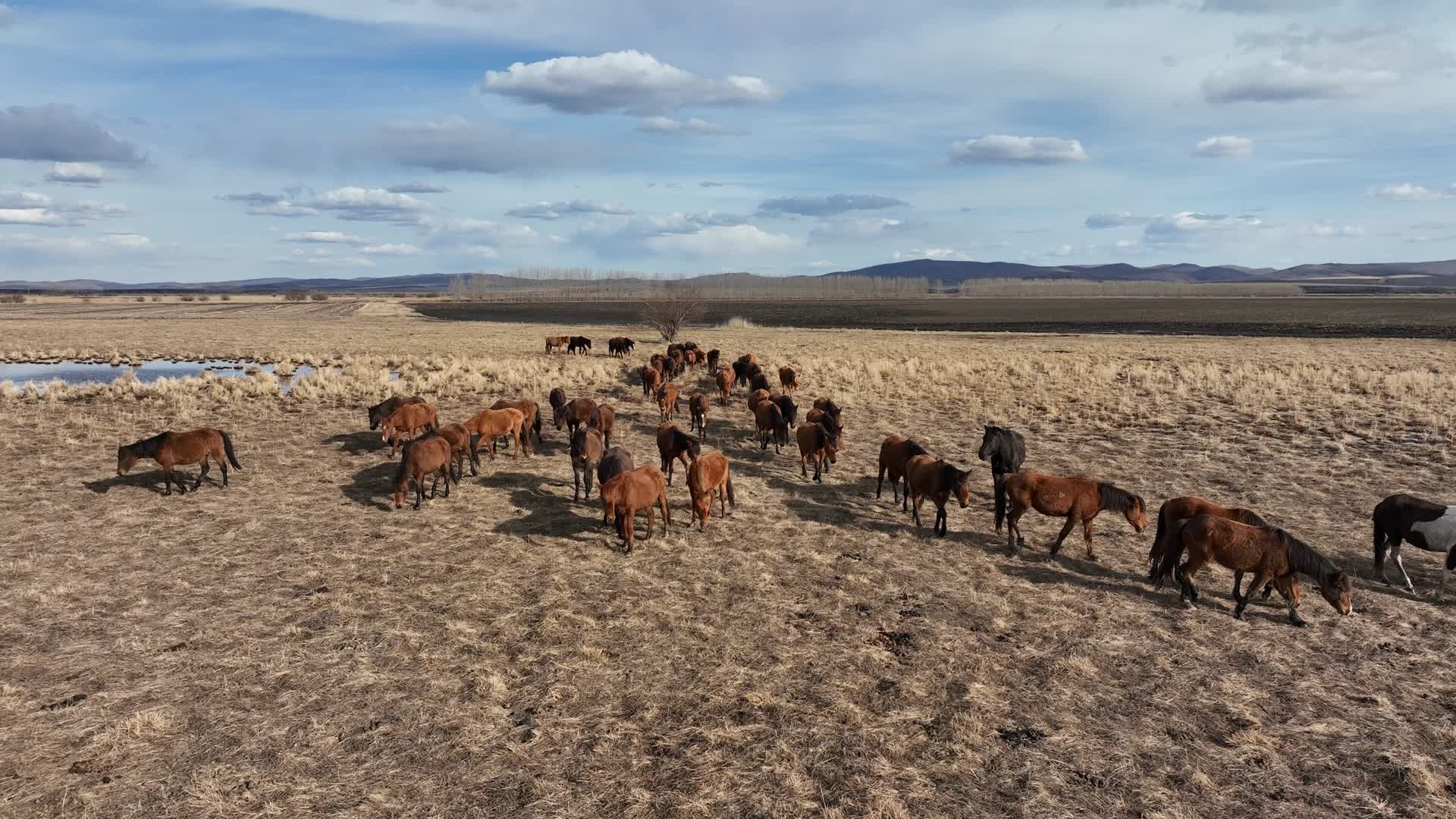 草地草场行走的马群视频的预览图
