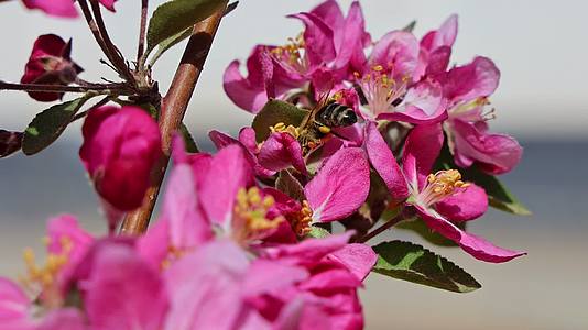 樱花与蜜蜂慢动作视频的预览图