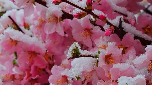 青海春季雪中桃花花朵春雪视频的预览图