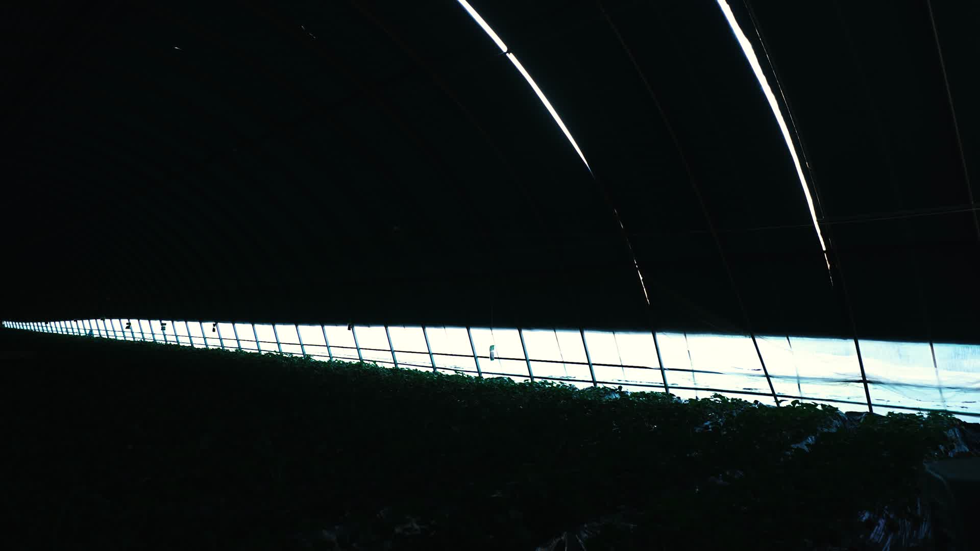 草莓种植大棚开棚视频的预览图