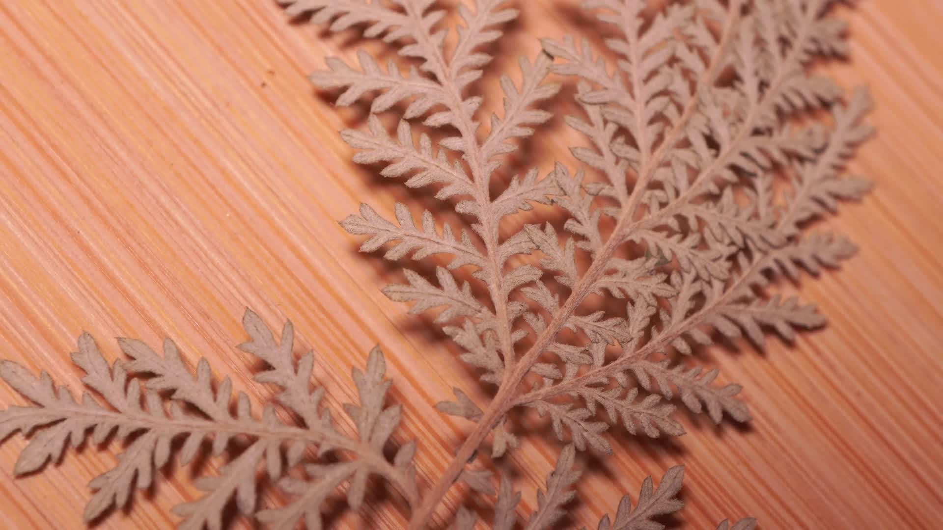 白头翁植物叶子标本视频的预览图