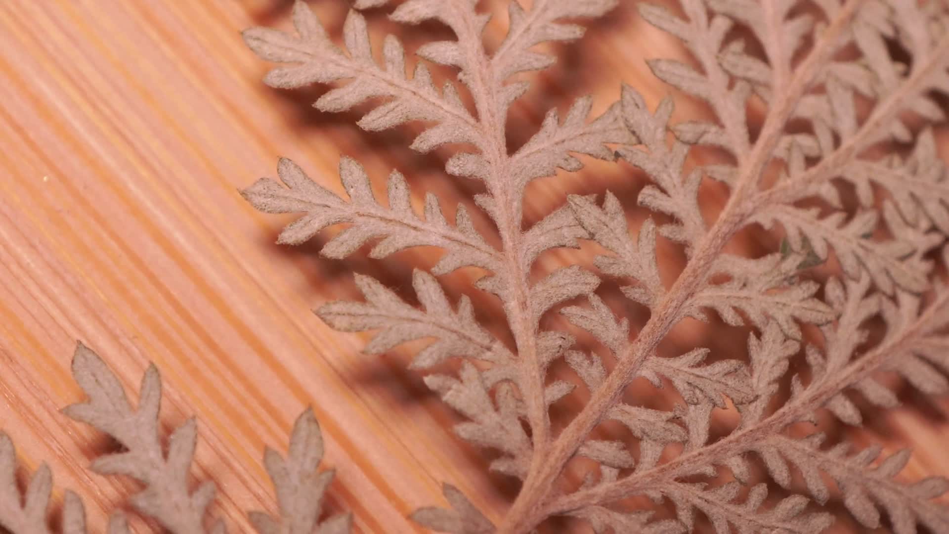 白头翁植物叶子标本视频的预览图