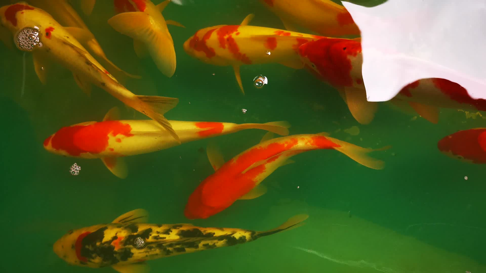 实拍金鱼观赏鱼视频的预览图