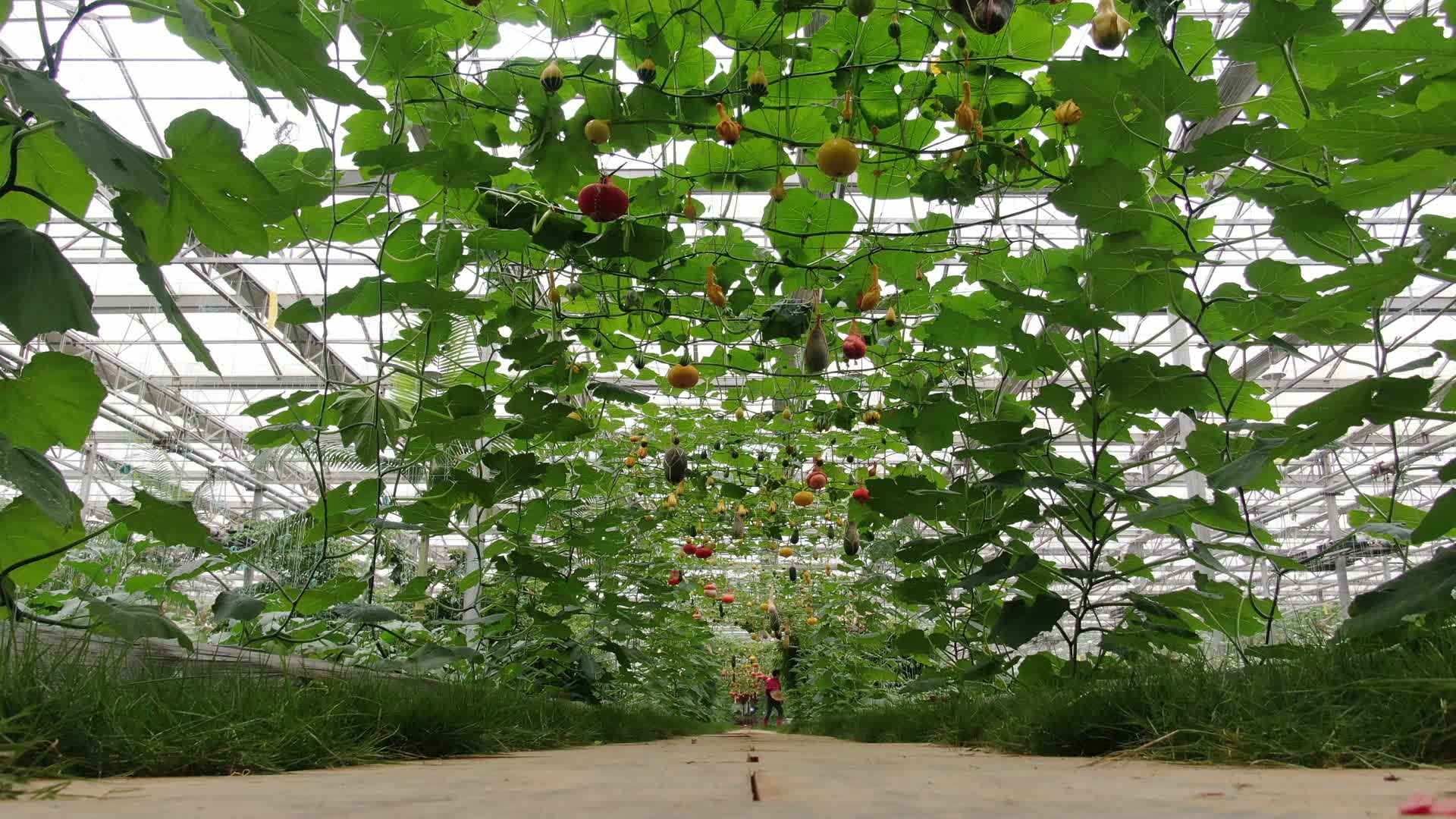 农业种植有机蔬菜南瓜视频的预览图