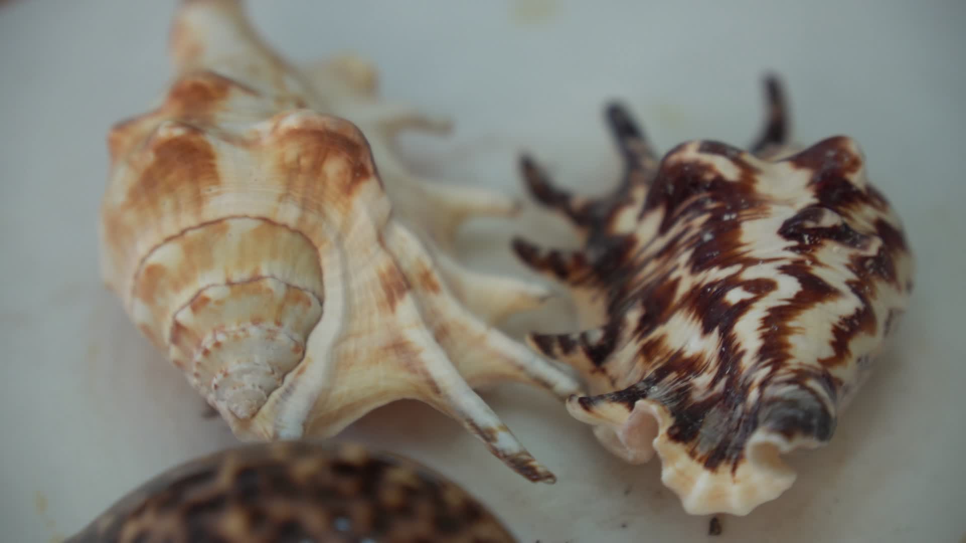 装饰品实拍贝壳视频的预览图