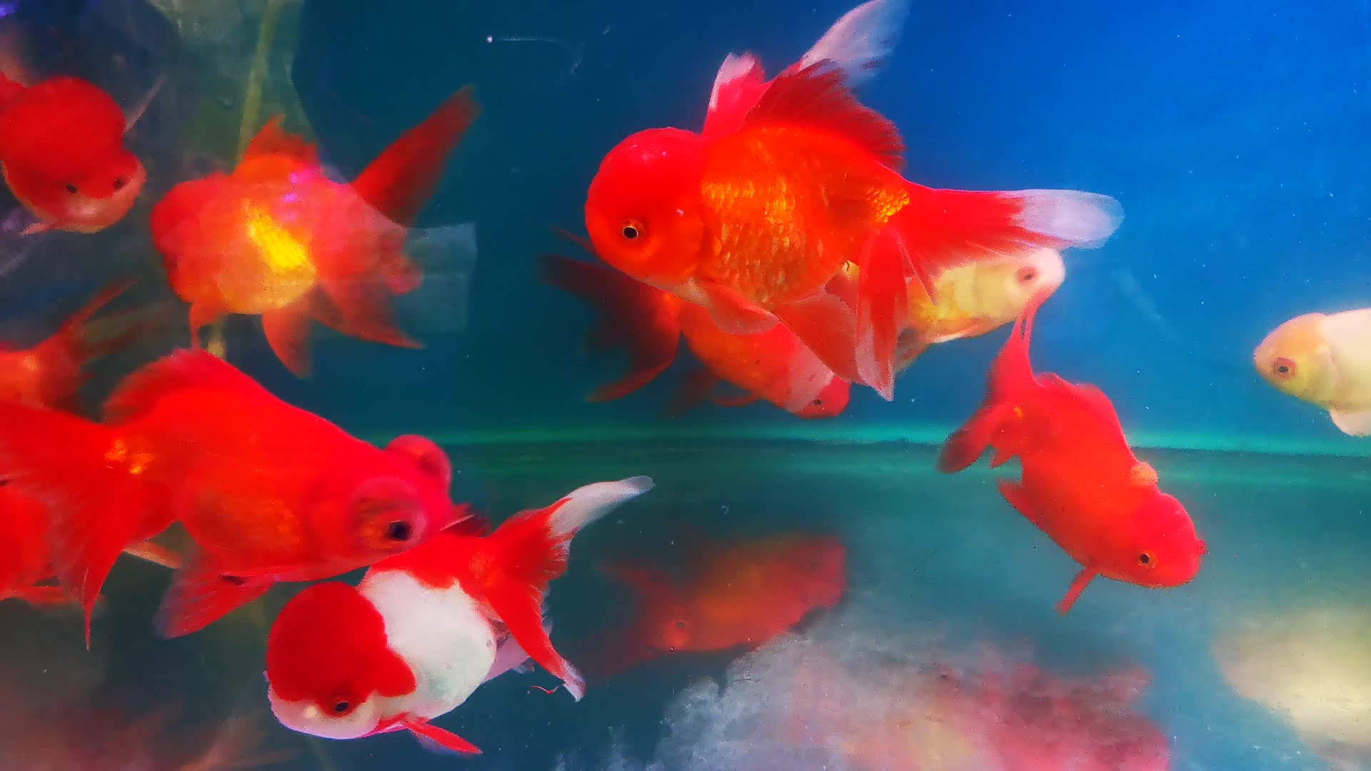 金鱼观赏鱼实拍视频的预览图