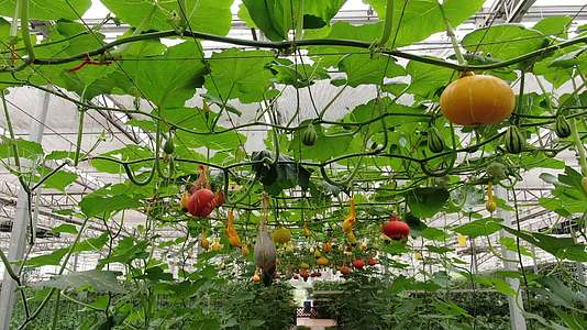 农业种植有机蔬菜南瓜视频的预览图