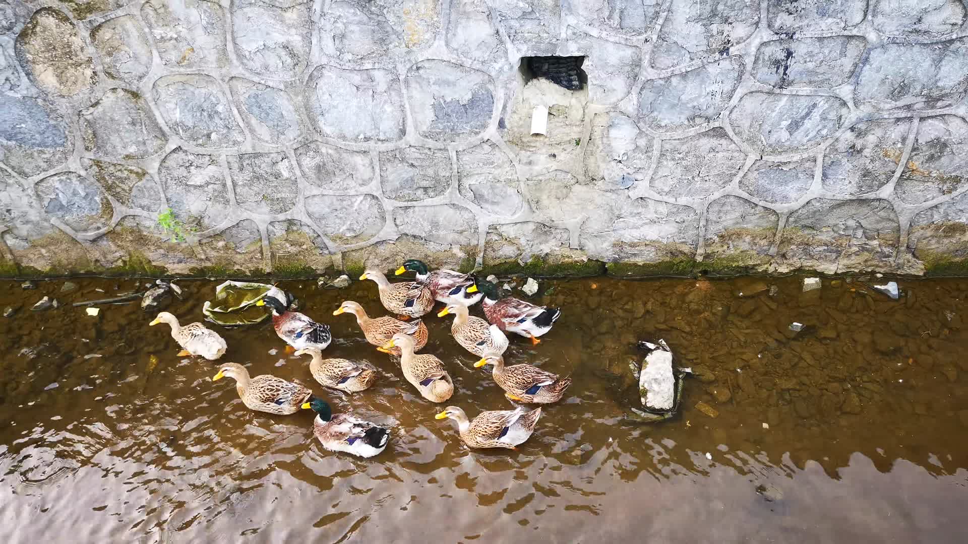 实拍农村散养鸭子视频的预览图
