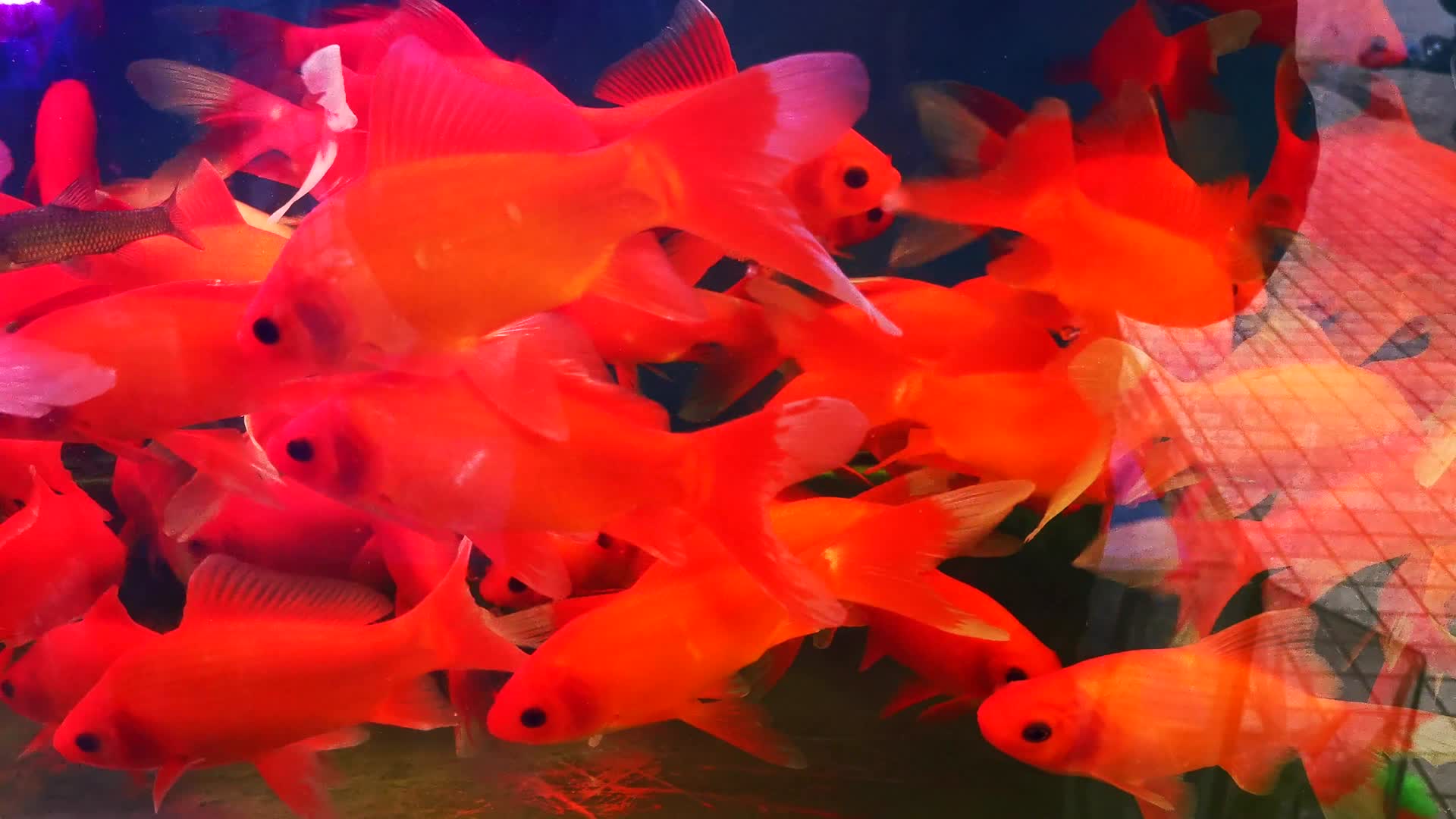 实拍鱼缸观赏鱼动物视频的预览图