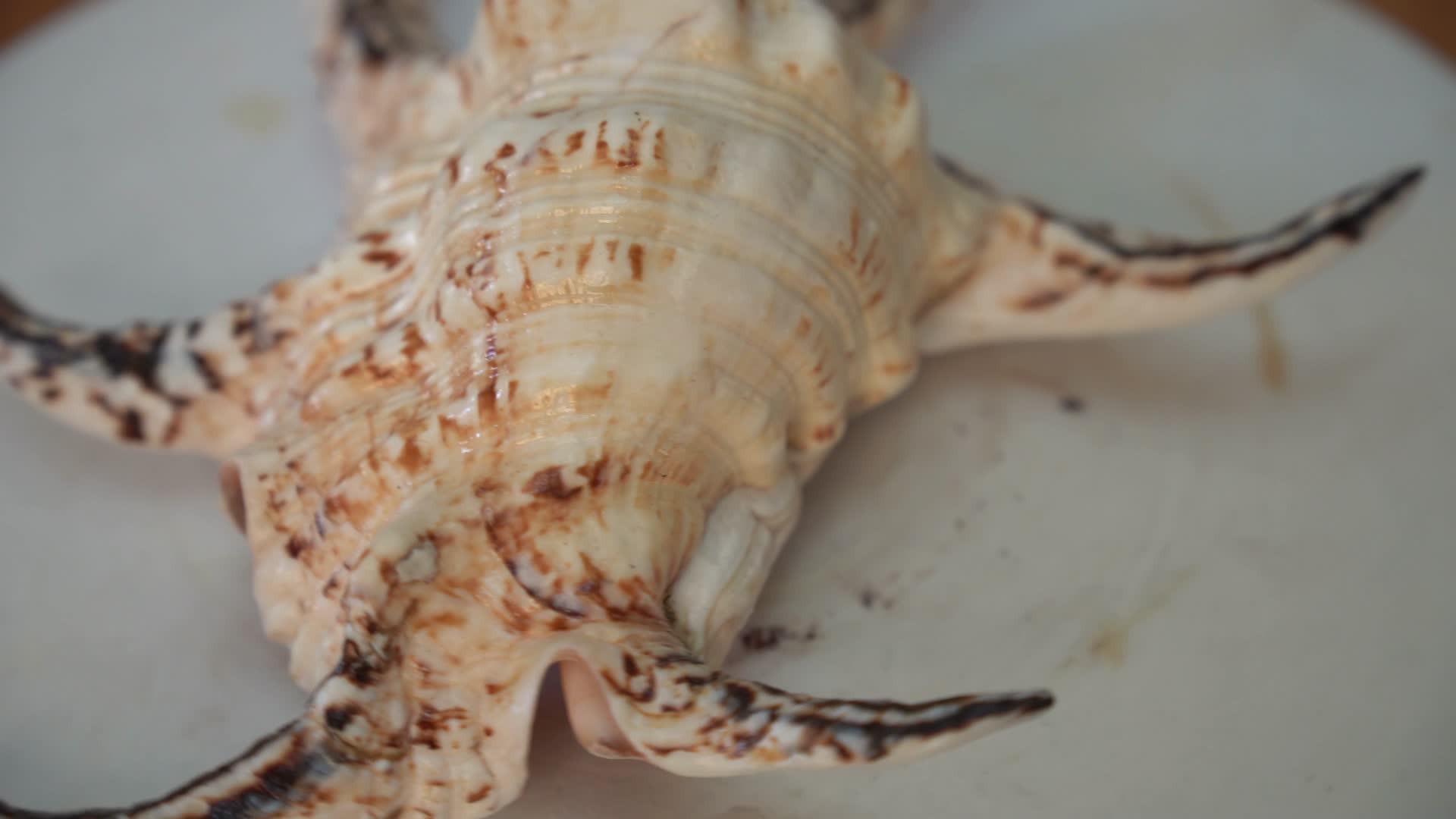 实拍海洋生物贝壳视频的预览图