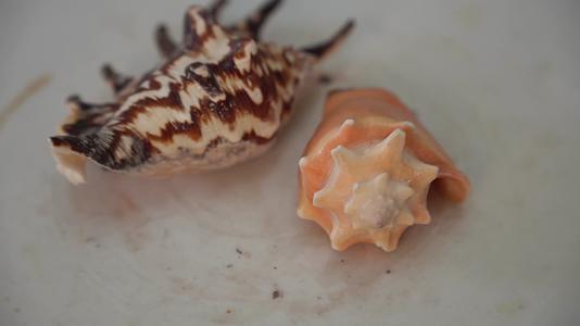 实拍海洋生物贝壳视频的预览图