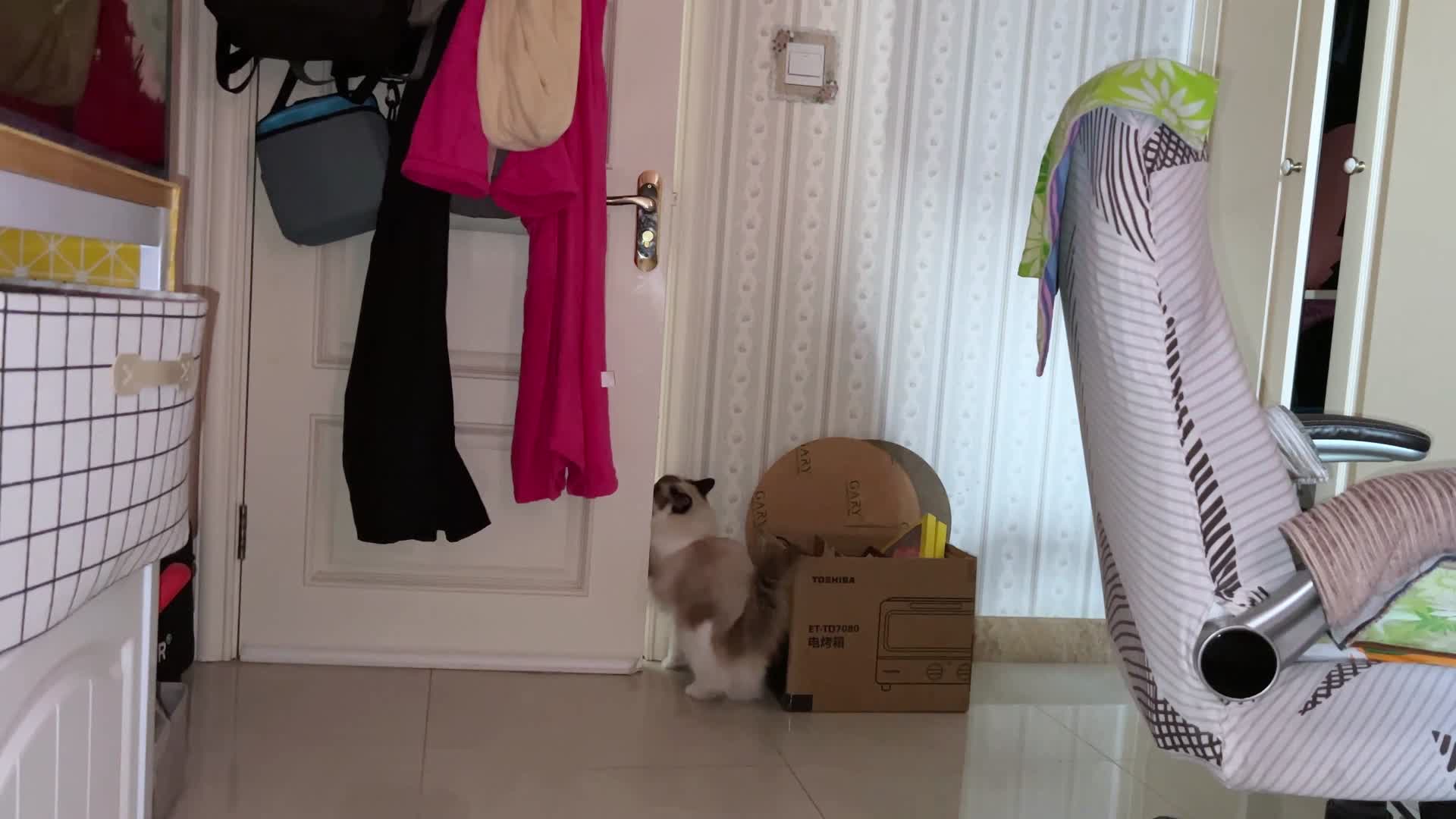 布偶猫自己开门视频的预览图
