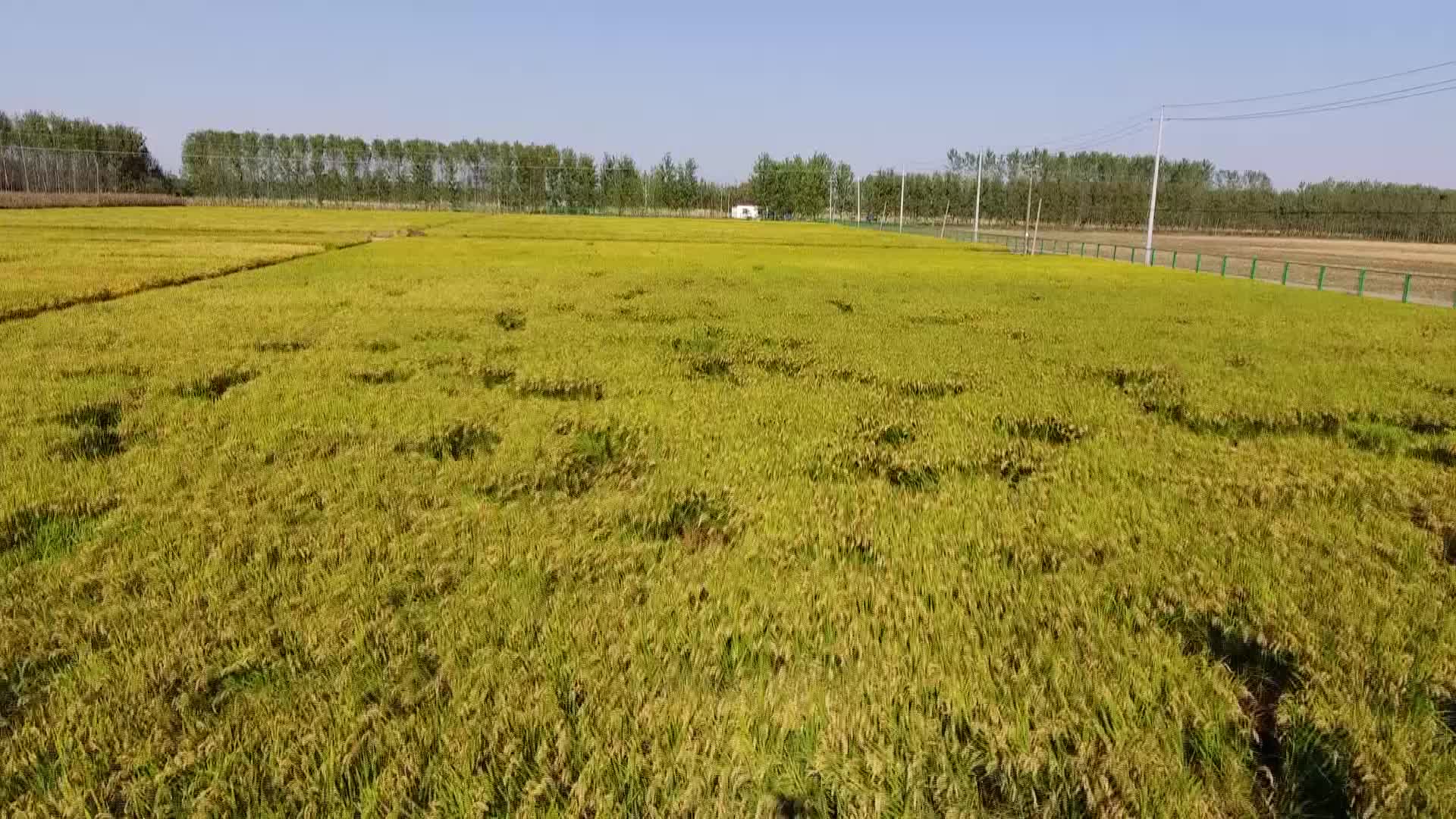 水稻航拍视频的预览图